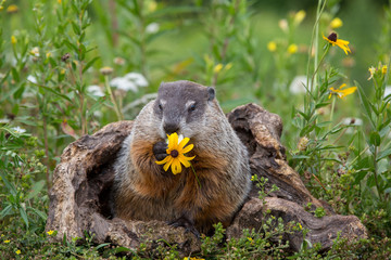 Groundhog hold a daisy 