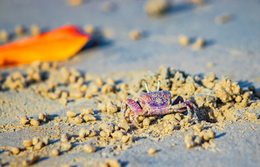 A small red crab on a sandy beach in a sea lagoon in Africa, Senegal. It is a wildlife photo in nature.