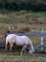 cream colored horse standing in field with fence