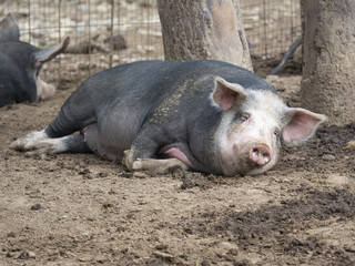 portrait of a  dark-haired  big sow  sleeping in  mud