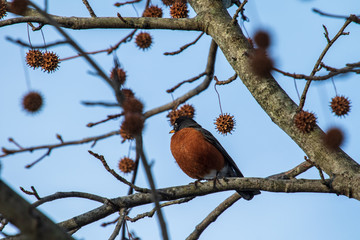 robin on branch