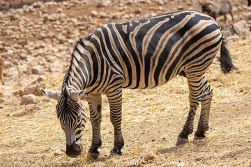 Fototapeta na wymiar Animals in Aitana Safari park in Alicante, Comunidad Valenciana, Spain.