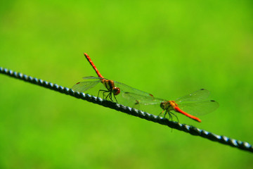 Drahtseilakt, zwei rote Libellen stehen sich vor einem grünen Hintergrund aus leuchtendem Gras gegenüber, die Flügel ganz ruhig, friedlich schauen sich die Insekten an. 