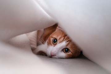 gato escondido bajo una manta se asoma y mira a la camara 2