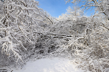 Forest path along Humber river blocked by fallen trees covered in ice and snow Toronto