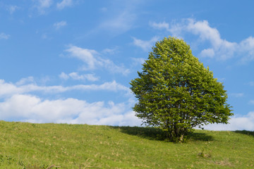 Fototapeta na wymiar Isolated green tree on blue sky, spring background