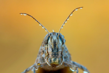 Beautiful Grasshopper macro in green nature - Stock Image