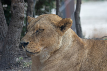 Animals in Aitana Safari park in Alicante, Comunidad Valenciana, Spain.