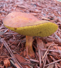Gilled bolete mushroom