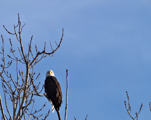 Adult Bald Eagle