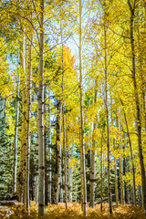 Yellow Aspen Trees