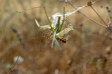 Beautiful spider feasting on Grasshopper. Macro photo.