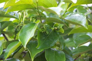 Persimmon tree branch with abundant green leaves and some buds
