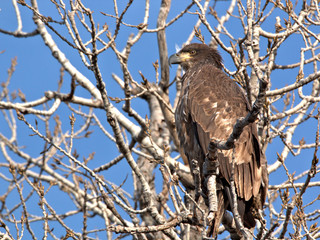 Immature young Bald Eagle