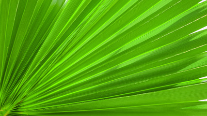 Palm leaf texture for background