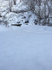 snow covered trees in park