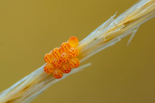 Close Up Insect Eggs. Stock Image