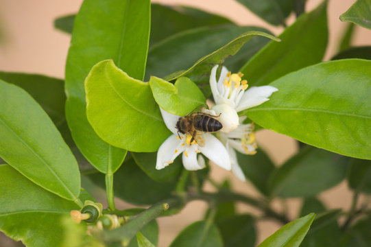 Bee collecting pollen among orange blossoms