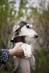 Obraz premium Saluki dog with a brown collar on a background of nature stands on its hind legs and rests on a man’s hand