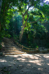 Stairs to the jungle