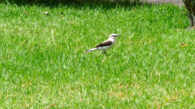 Black and white Bird Masked Water Tyrant walking on grass