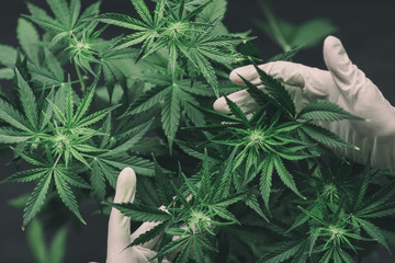 cannabis flowers A large number of in the hands of Medic doctor employee concepts of profuse...