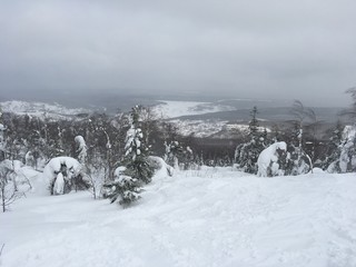 landscape with trees and snow in winter