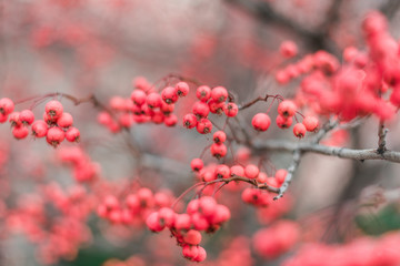 Fototapeta na wymiar red winter berry