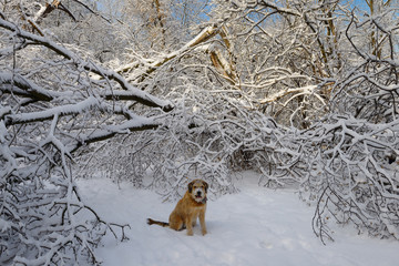 Dog sitting on forest path with broken trees covered with ice and snow after storm in Toronto
