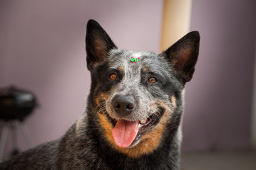 female australian blue heeler cattle dog