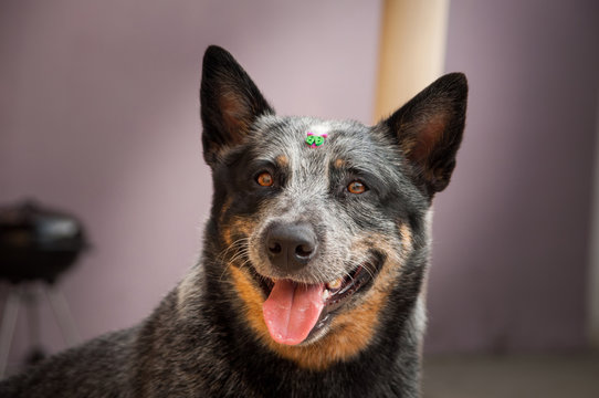 female australian blue heeler cattle dog