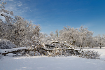 Large fallen tree in Rowntree Mill Park after December 2013 ice and snow storm Toronto