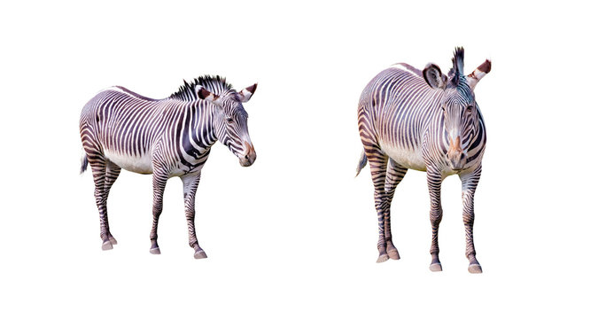 Set of close up photo of Chapman's zebras isolated on the white background, equus quagga chapmani. It is subspecies of the plains zebra. They are native to the savannah