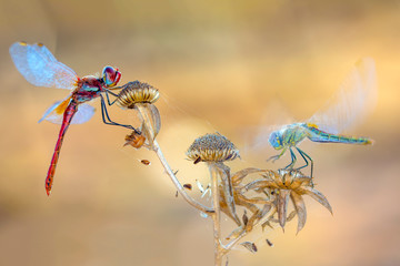 Macro shots, showing of eyes dragonfly and wings detail. Beautiful dragonfly in the nature habitat.