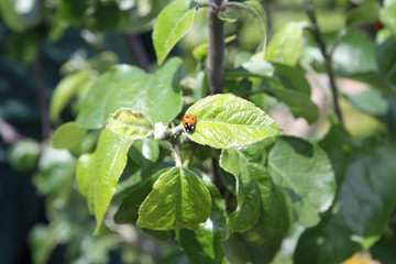 Marienkäfer