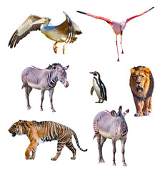 Set of african animals isolated on white background. It is collection of wildlife photos,