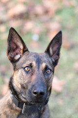 Portrait of a Belgian Shepherd dog. Eye contact. Belgian Malinois posing in the autumn park. Shallow depth of field, dog's eyes in sharpness. Blurred background. 