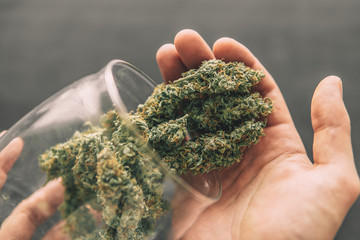 A drug dealer weighs cannabis lie on a dark background marijuana weed top view Flowers of cannabis...