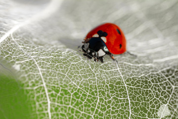 Beautiful ladybug on leaf defocused background