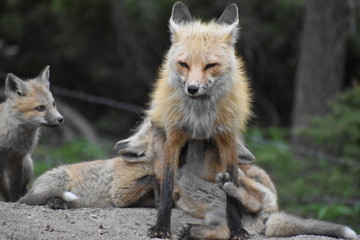 mom fox with babies