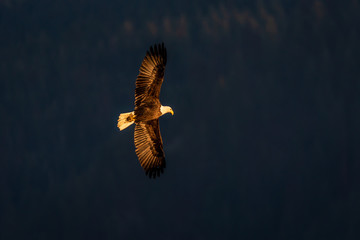 Bald Eagle In The Evening Sun