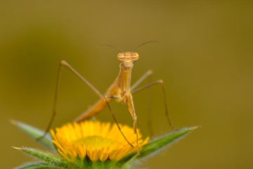 Close up of pair of Beautiful European mantis ( Mantis religiosa )