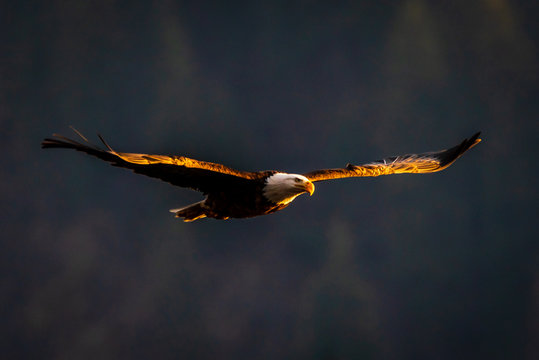 Sunlit Bald Eagle