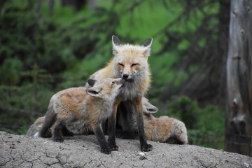 mom fox with babies