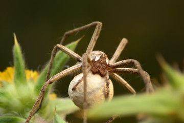 Close up Spider's nest,   Cobweb spider. They started making silk to protect their bodies and their eggs.