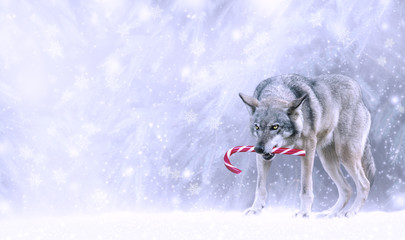 Christmas portrait of fabulous funny grinning gray wolf (canis lupus) keep candy cane lollipop in...
