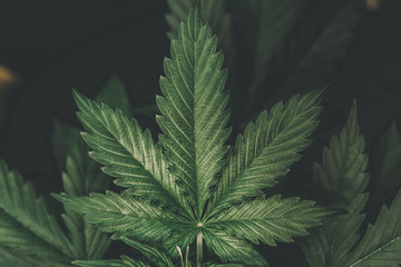 CBD in hemp, vegetation marijuana plants, cannabis cultivation, marijuana leaves green background,...