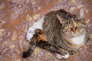 cat with big eyes looking at the camera in a diaper who suffered a spinal injury, causing him to...