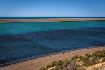 Fototapeta premium Seascape view of Caleta Valdes and Magellanic Penguins reserve colony in Peninsula de Valdes, Patagonia, Argentina