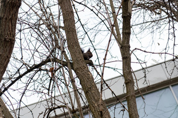 Eichhörnchen sucht nach Essen